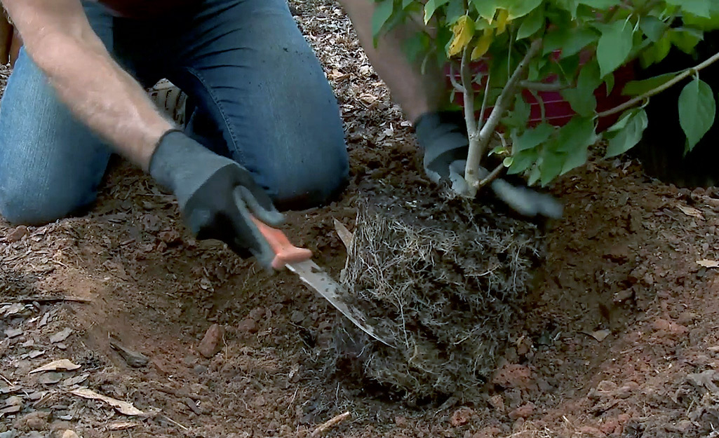A person uses a knife to break up the root ball of a shrub before planting.