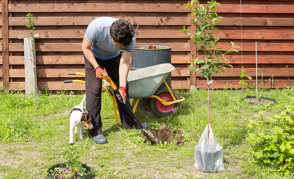 Person digging a hole in a yard.