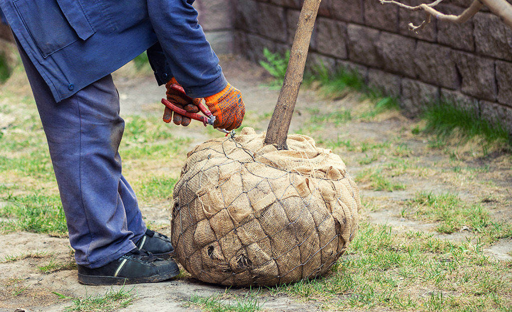 Someone removing the burlap from the tree base.