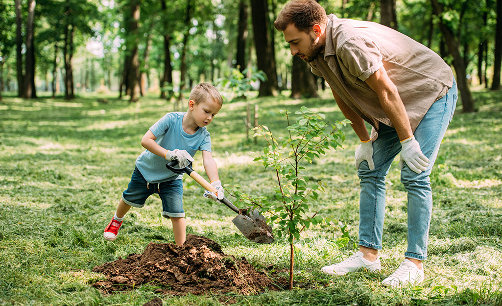 Father and son add soil to the tree hole.