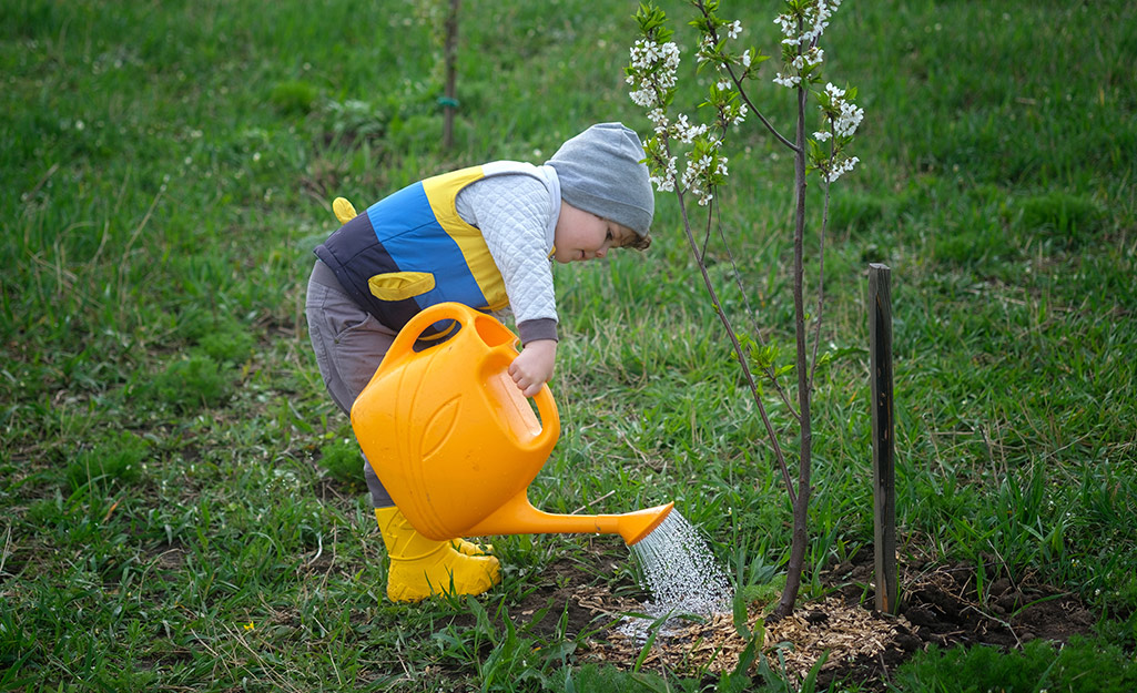 Little kid waters the tree.