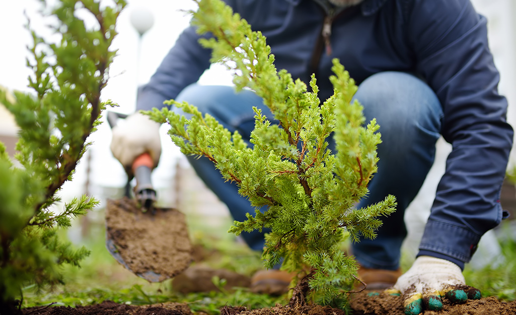 Shrub being planted into the ground.