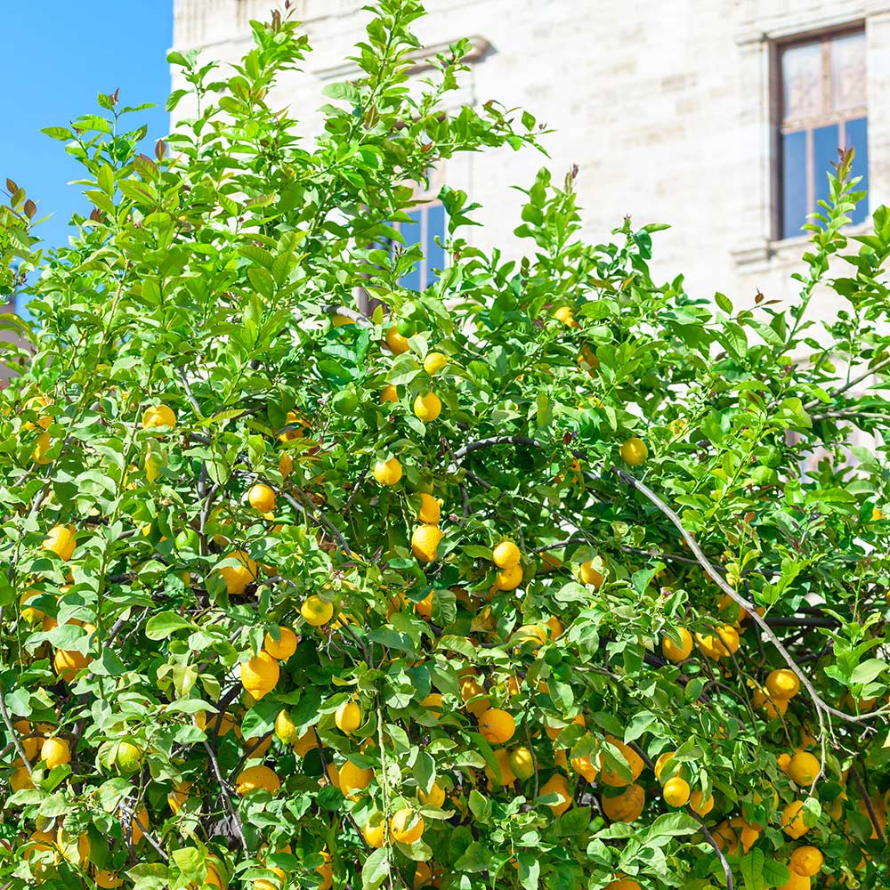 A lemon tree grows in a yard.