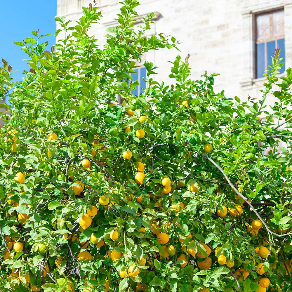 fruit trees