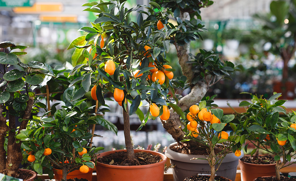 A kumquat tree grows in a planter.