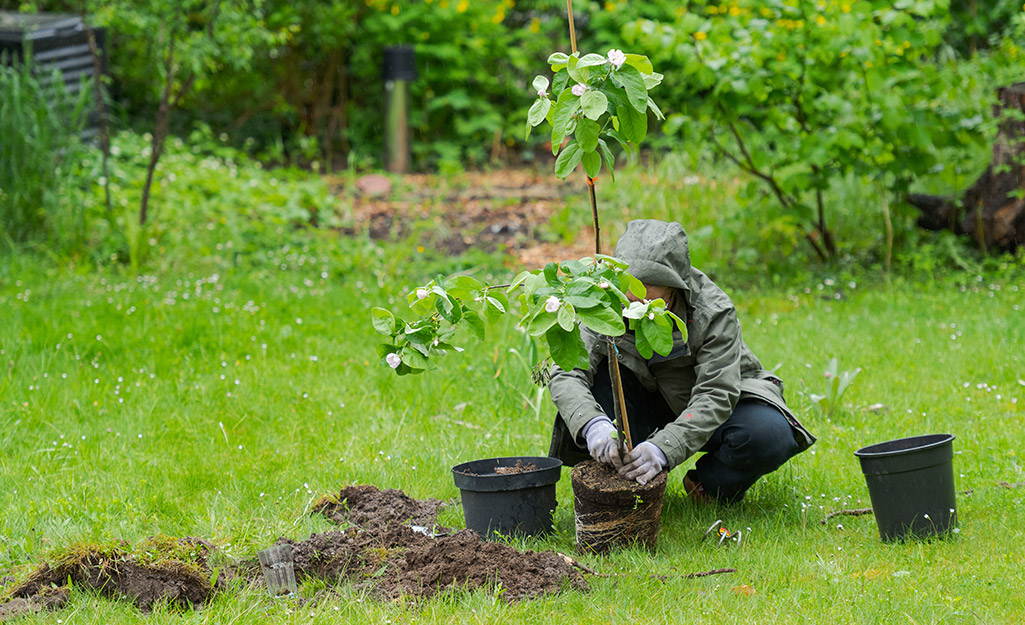 A person plants a fruit tree in a yard.