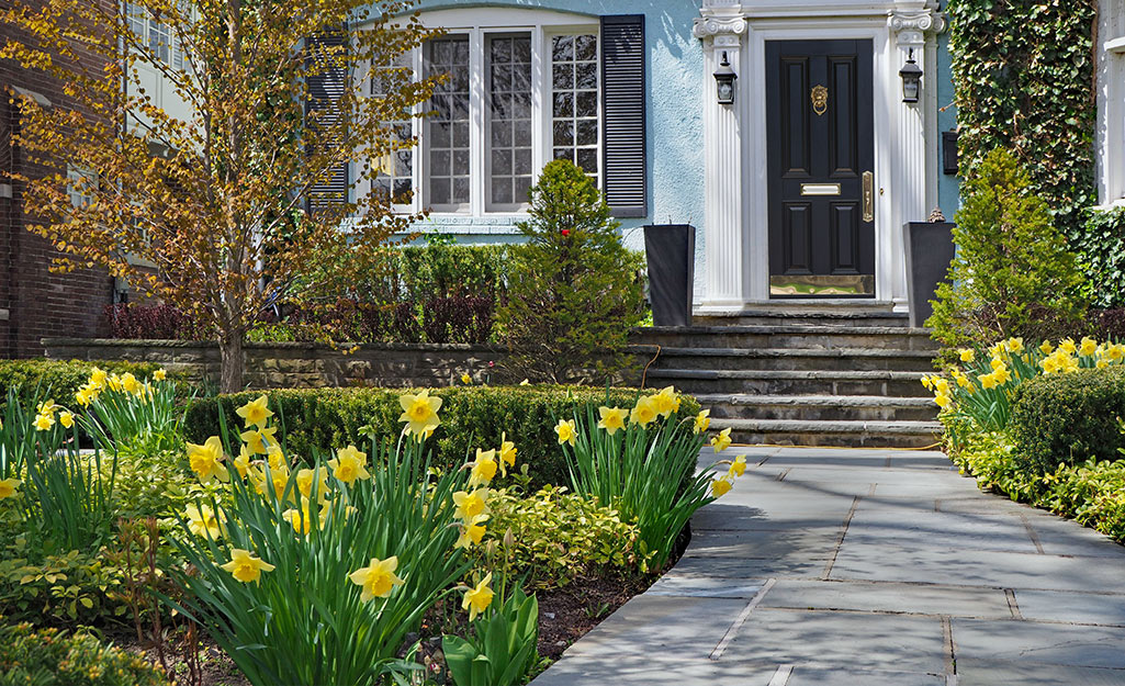 Daffodils in a sunny front yard