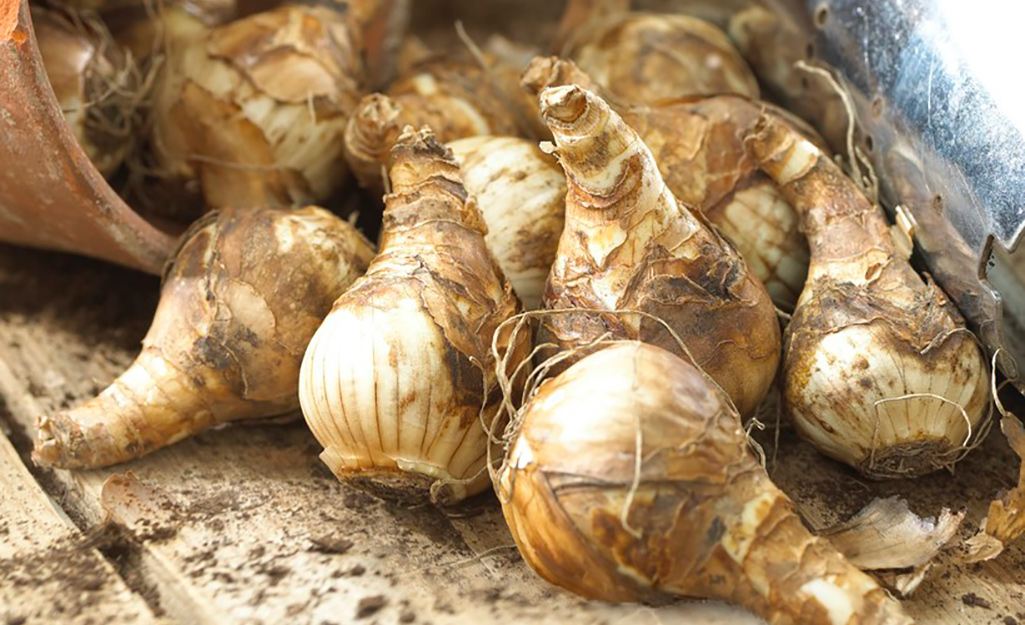 Daffodil bulbs before planting in ground