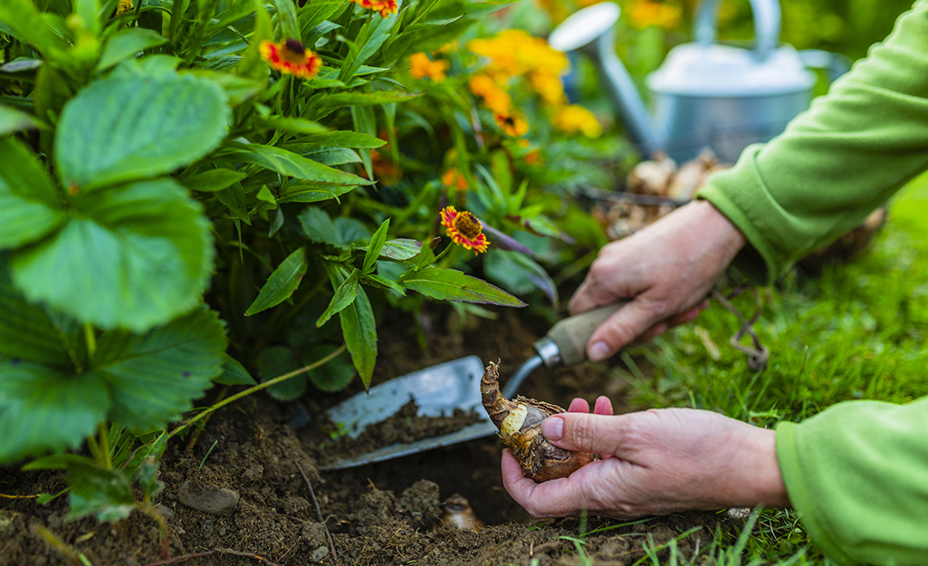 Gardener planting daffodil bulbs in a garden