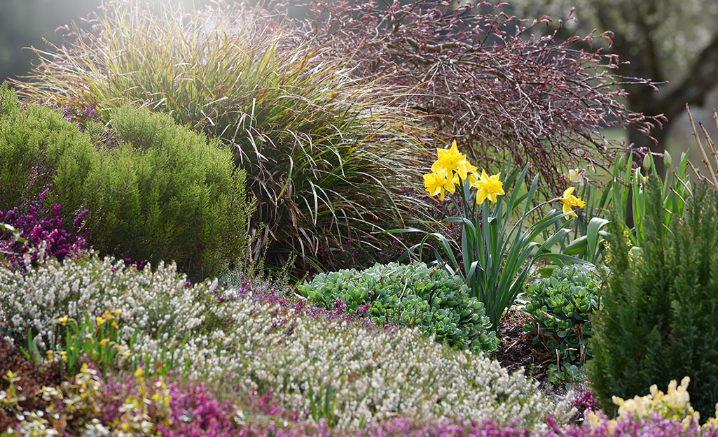 Blooming daffodil bulb in garden with perennials and ornamental grass