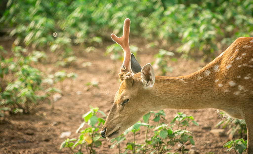 can you shoot a deer that is eating your garden