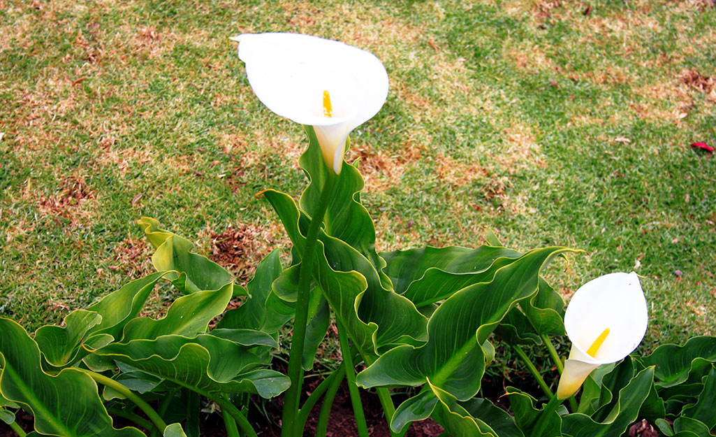 Calla lily blooms