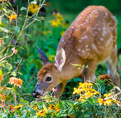 Human hair keeps deer away sale