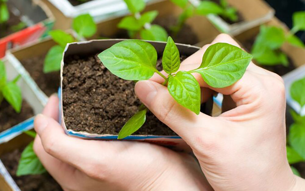 A person holding a small potted plant.