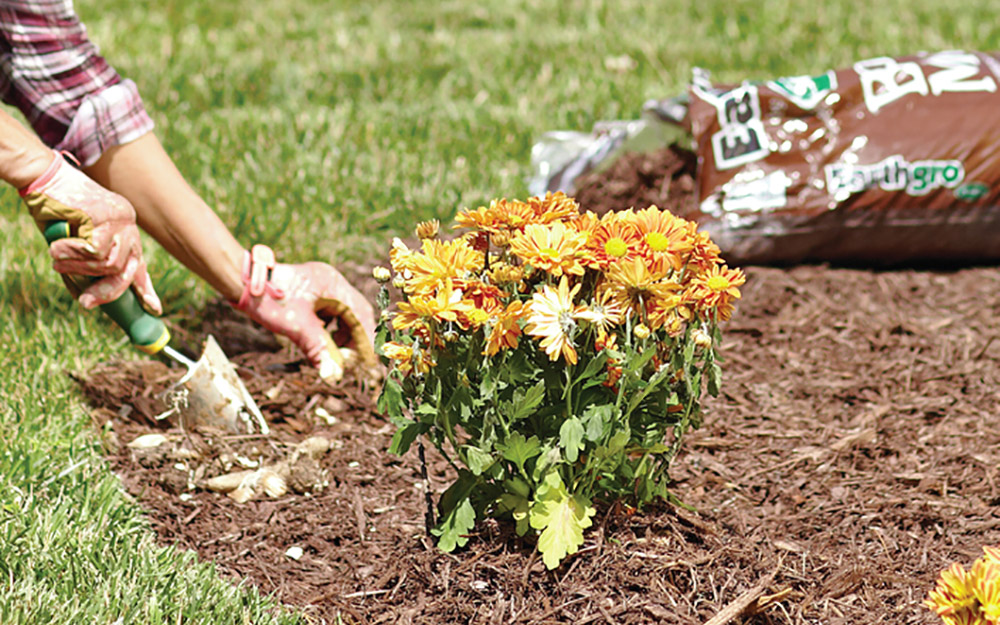 A person pull adjusting mulch around planted flowers.