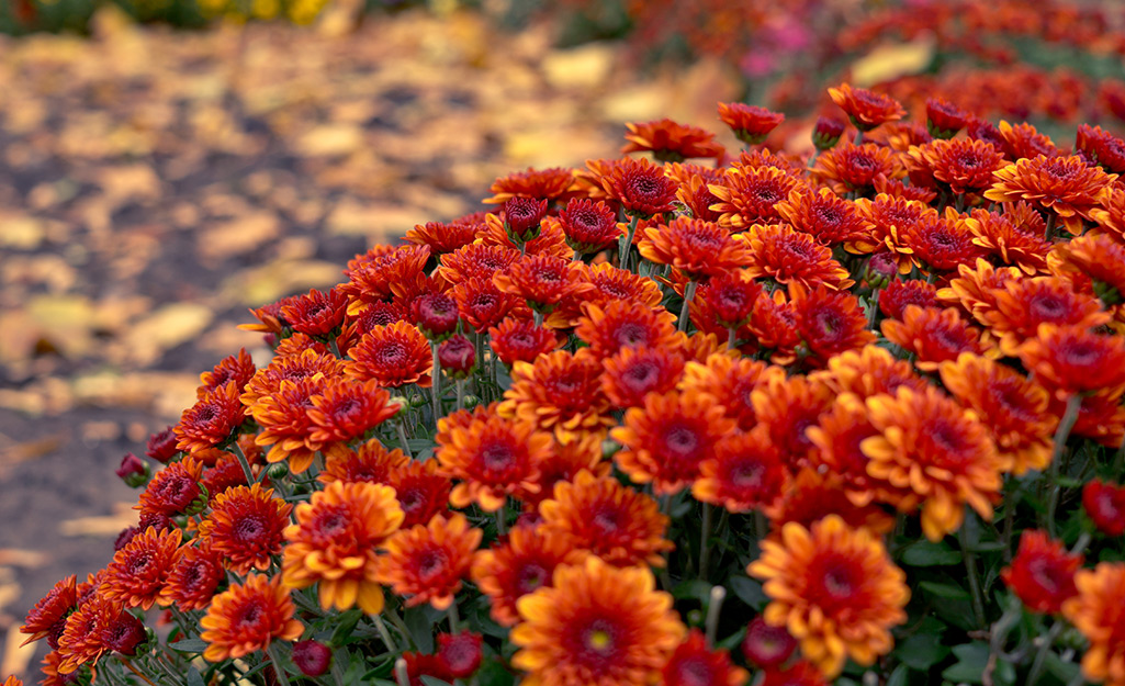 Red mums in a fall garden