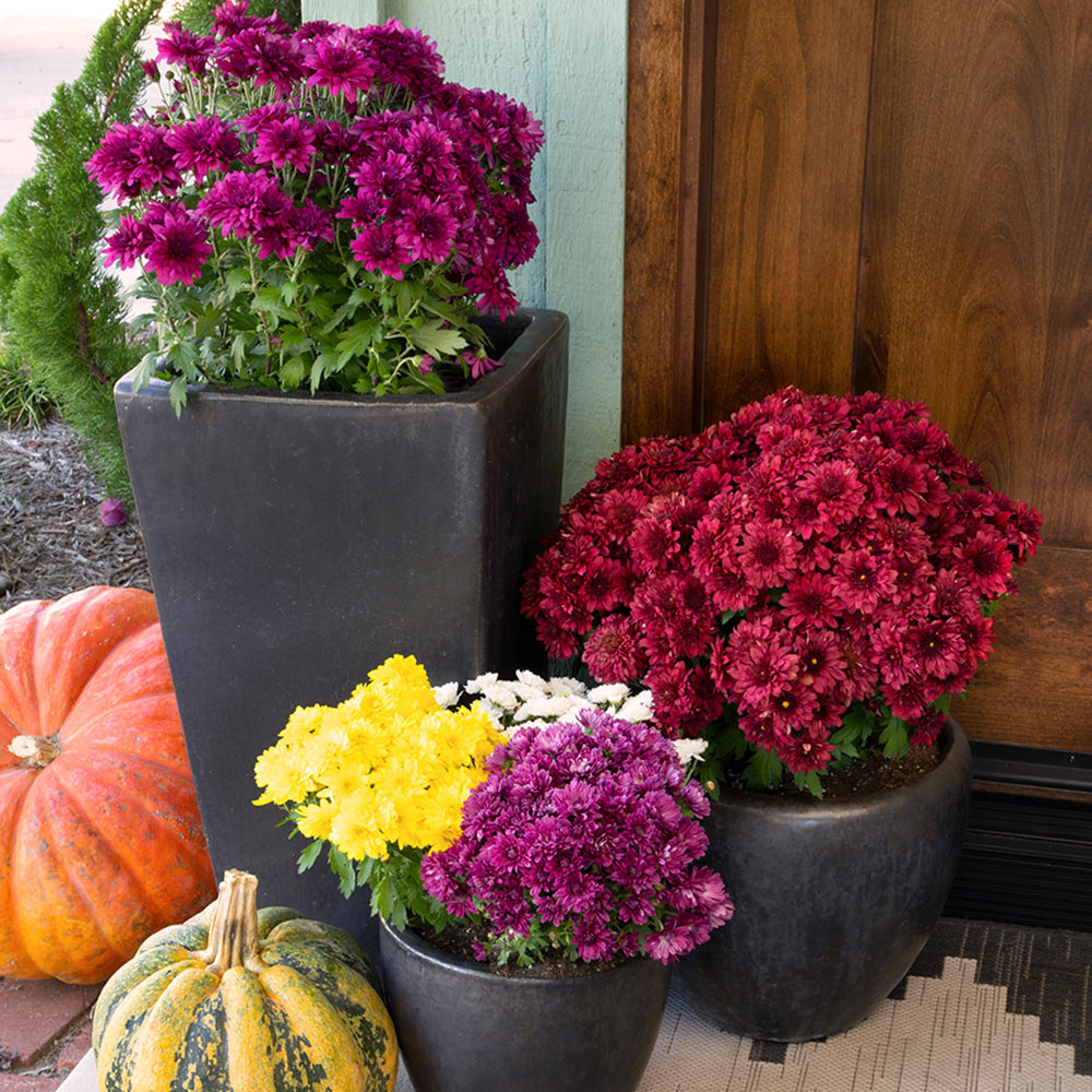 How to Plant Mums in Fall - The Home Depot