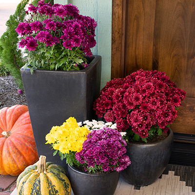 How to Plant Mums in Fall