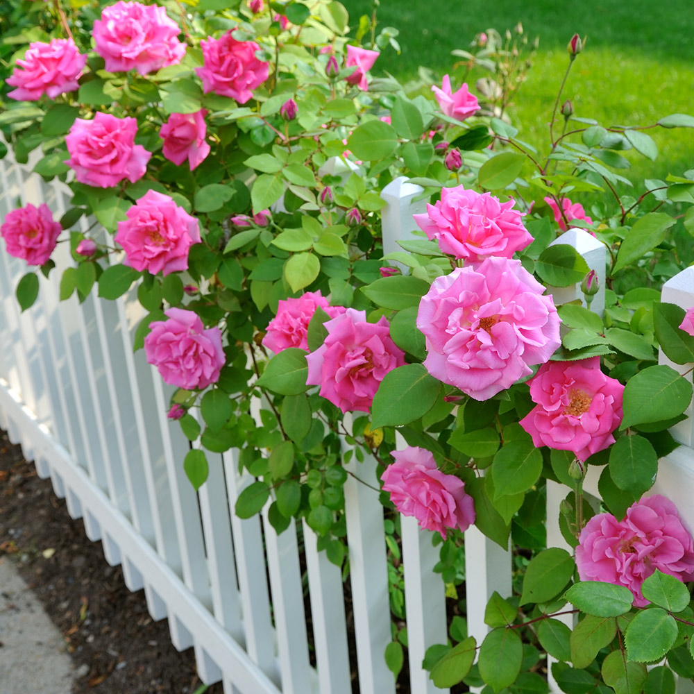 Pink rose bushes planted along a white fence.