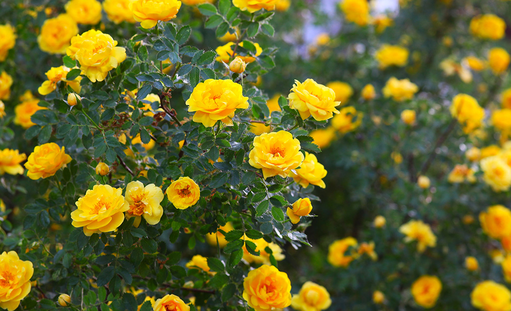 Yellow roses blooming in a garden.