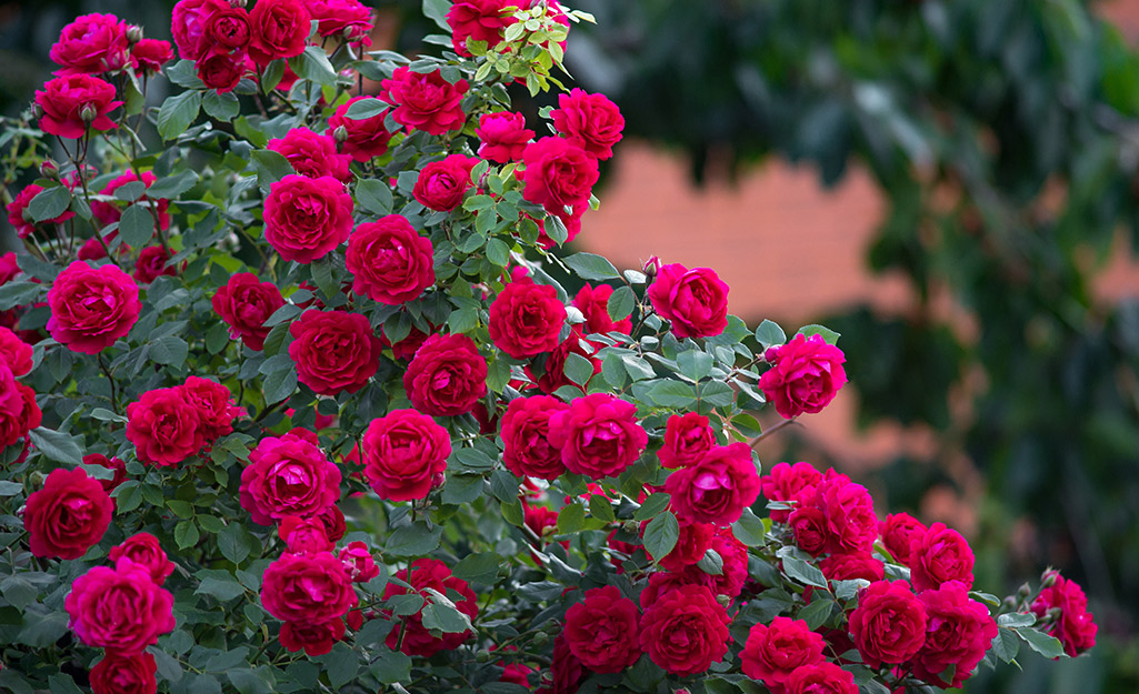 Red roses blooming in bunches.