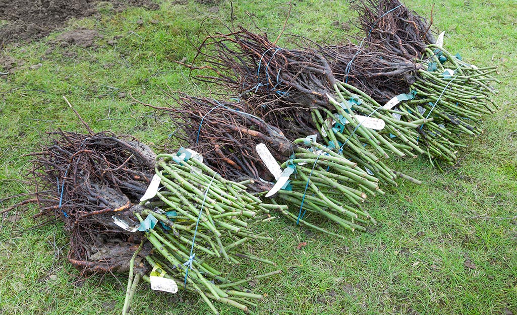 A row of bare root roses ready for planting.