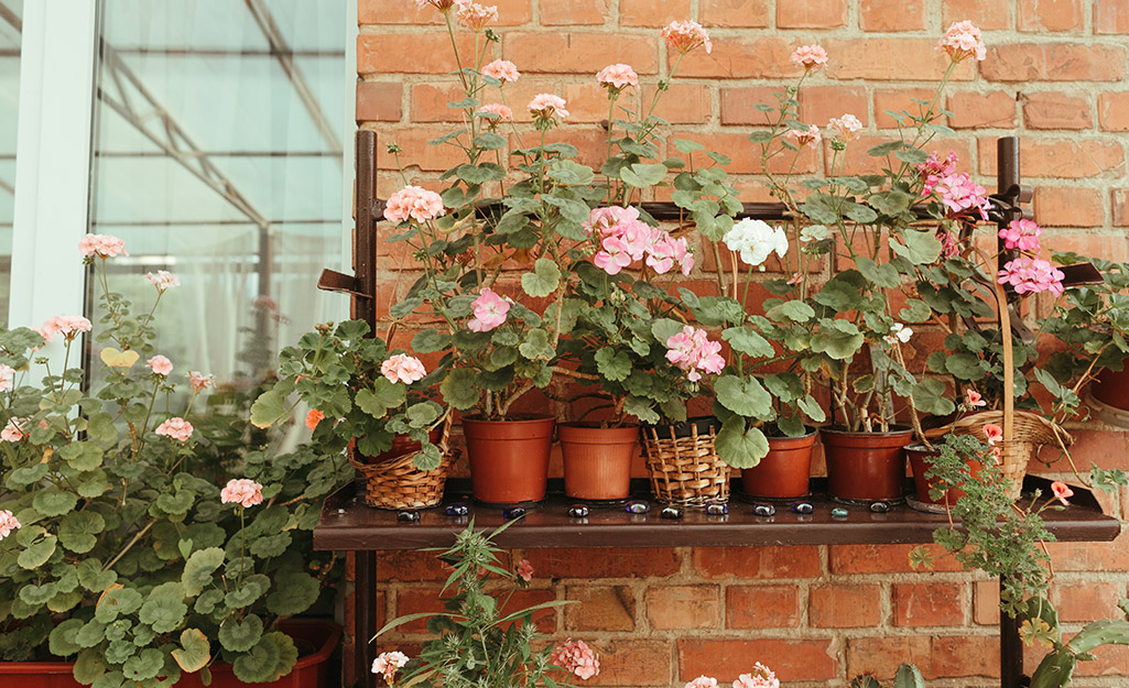 Pink rose bushes waiting to be planted.