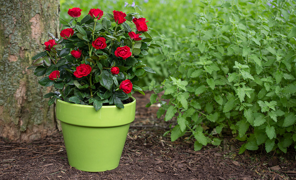 Red roses growing in a green container