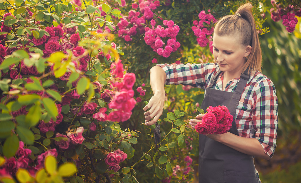 Someone pruning an outdoor rose bush.