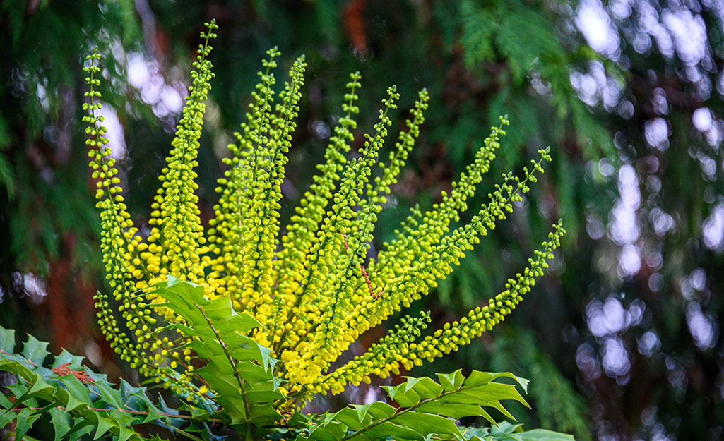 A mahonia shrub with yellow blooms grows in a yard.