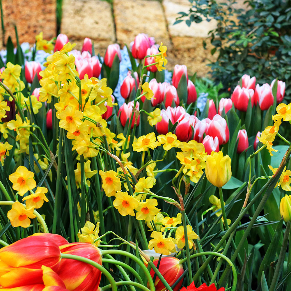 Daffodils and tulips in a flower border