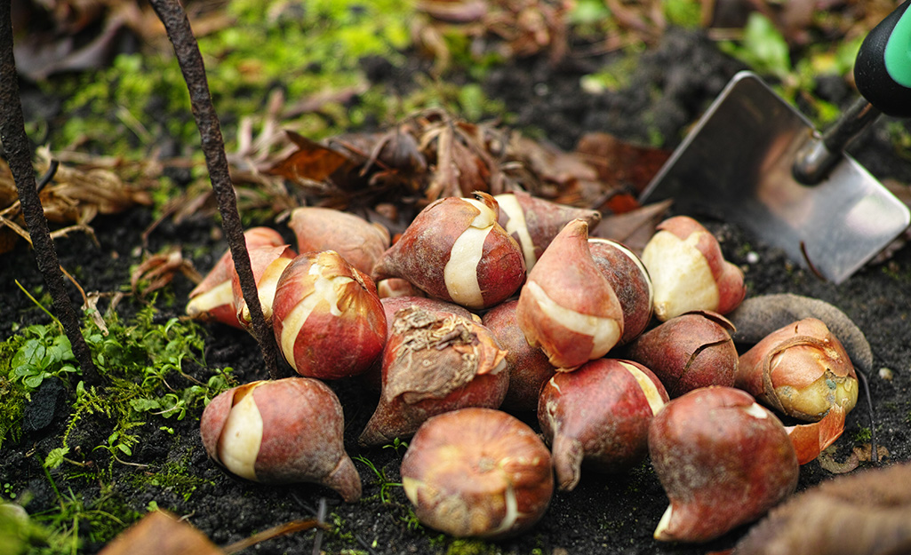 Bulbs planted in a garden bed