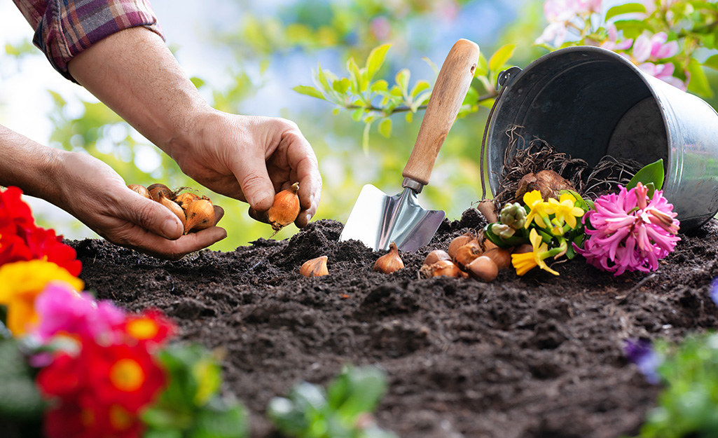 Gardener planting bulbs in soil