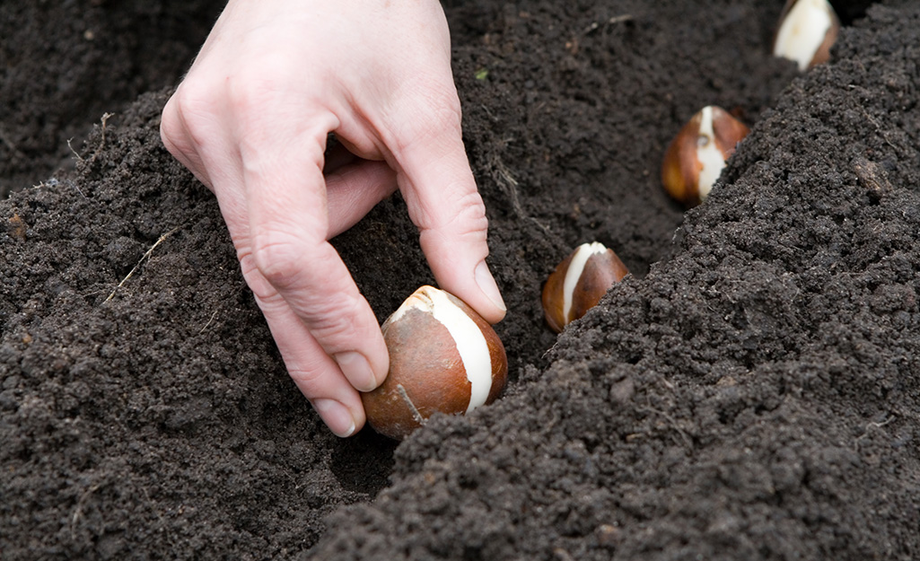 Gardener planting bulbs in soil