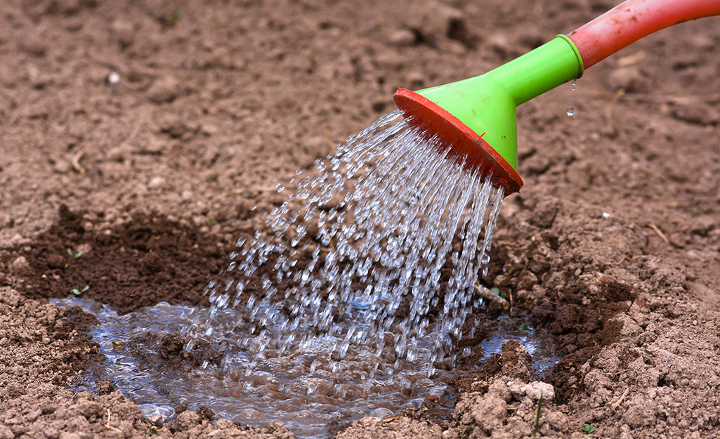 Person watering the soil