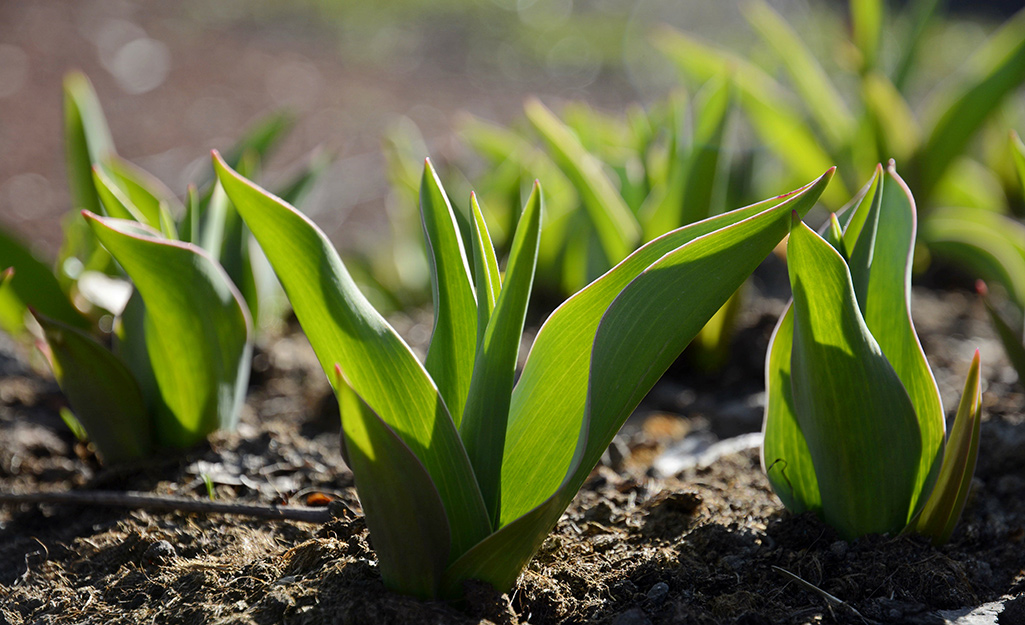 Tulip foliage emerging in spring