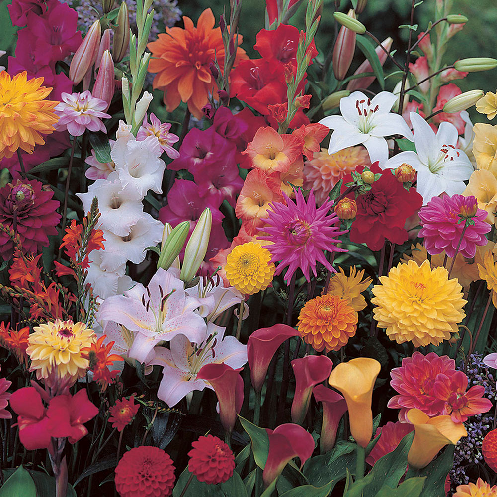 How to Plant Summer Flowering Bulbs - The Home Depot