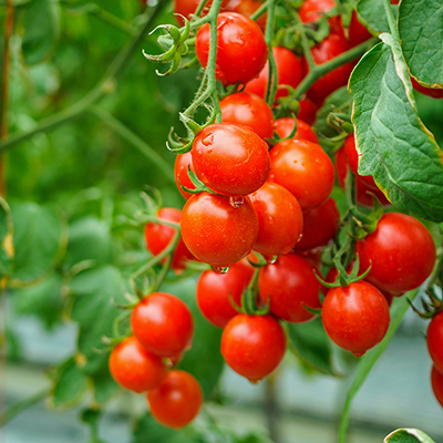 How to Plant Tomatoes Early