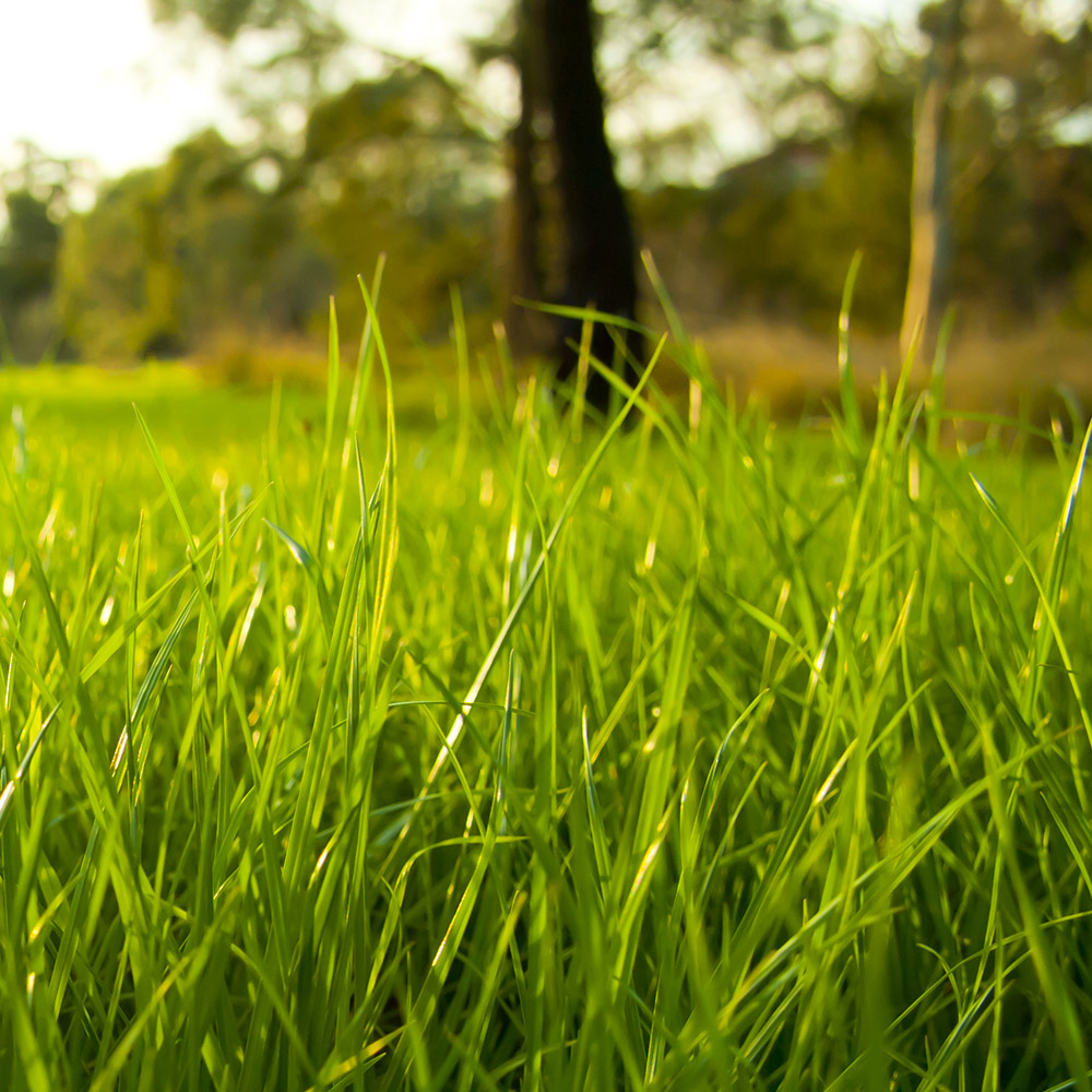 Grass growing in a lawn