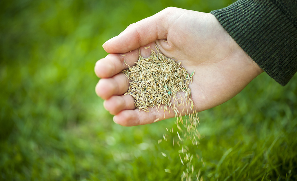 grass seed in hand