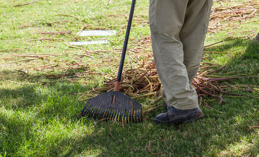 gardener raking debris in lawn