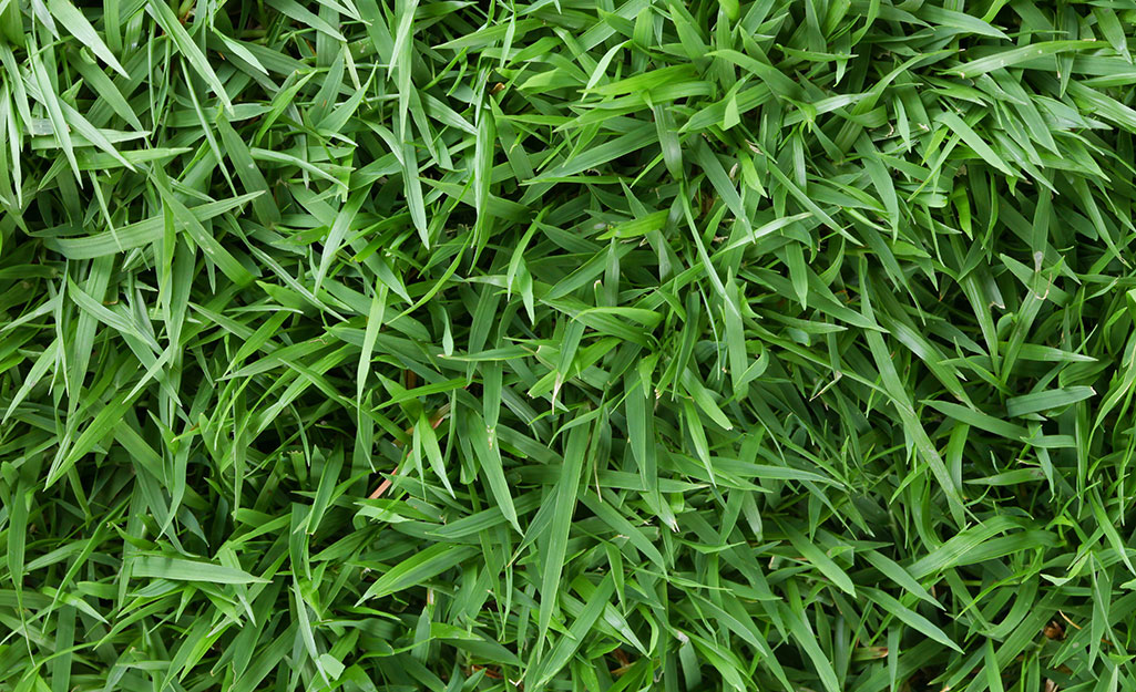 Healthy green grass in a lawn