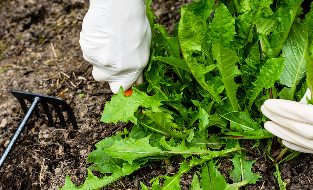 Gardener pulling up weeds