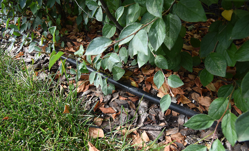 An irrigation hose laying under a small shrub.