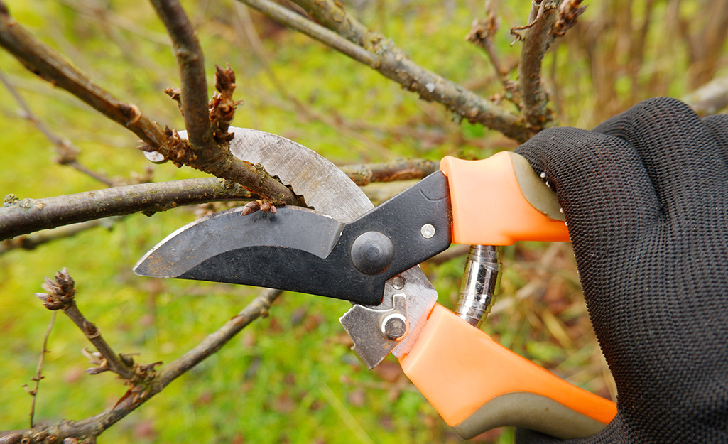 A person using pruners to cut part of a bush. A person using pruners to cut part of a bush.