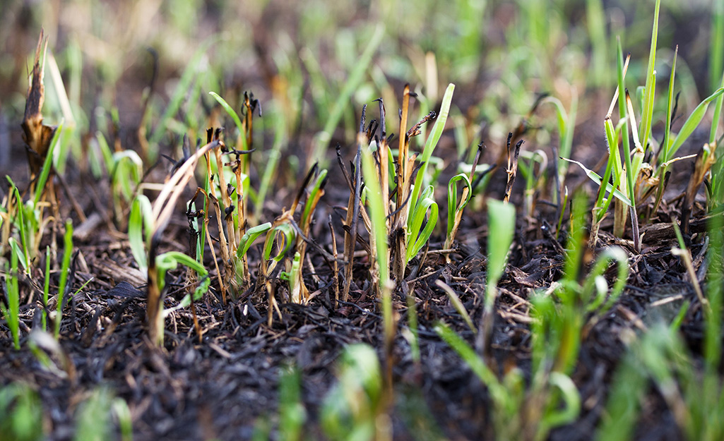 Grass growing out of burnt ground. Grass growing out of burnt ground.