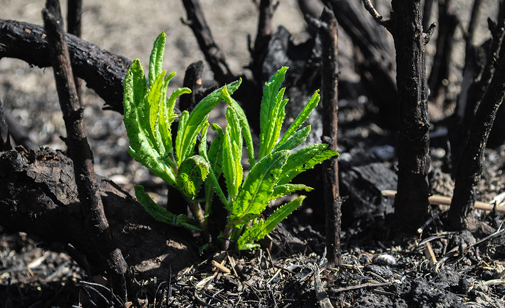 Greenery sprouting from soil in the ground. Greenery sprouting from soil in the ground.