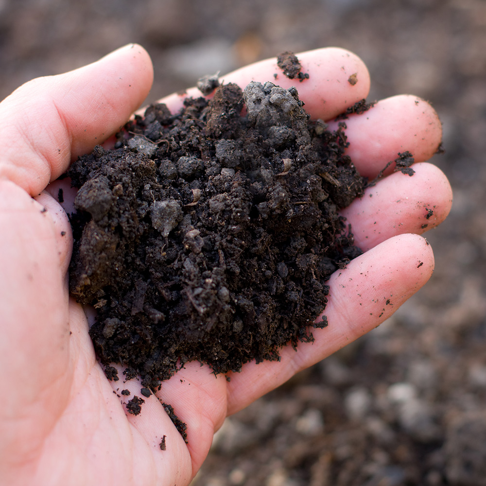 A person holds soil in their hand.