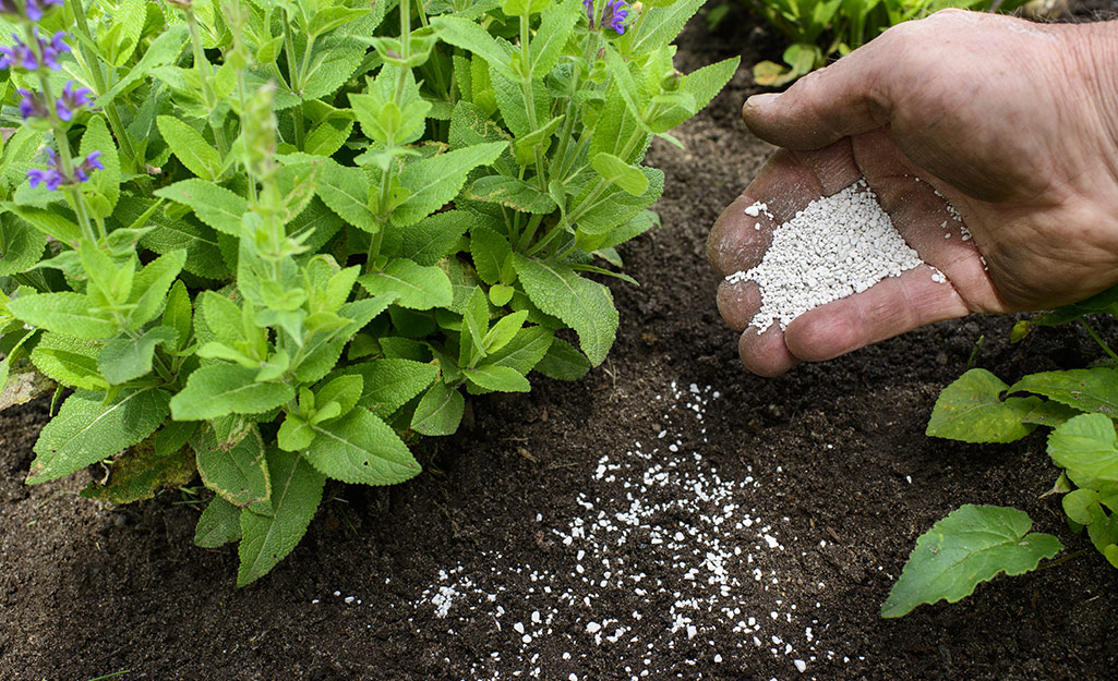 A person fertilizers the garden.