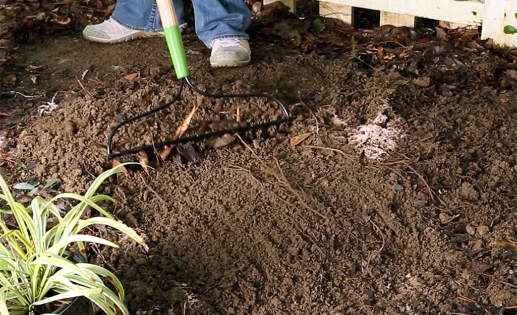 Raking debris in the lawn